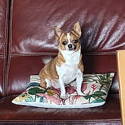 Mandy participe au concours pour gagner de l'argent avec cette photo : dog, puppy, small_dog, sitting, pointy_ears, tan_fur, white_fur, brown_fur, black_nose, dark_eyes, cushion, patterned_pillow, leather_chair, armchair, indoor, portrait, pet, alert, front_facing, furniture