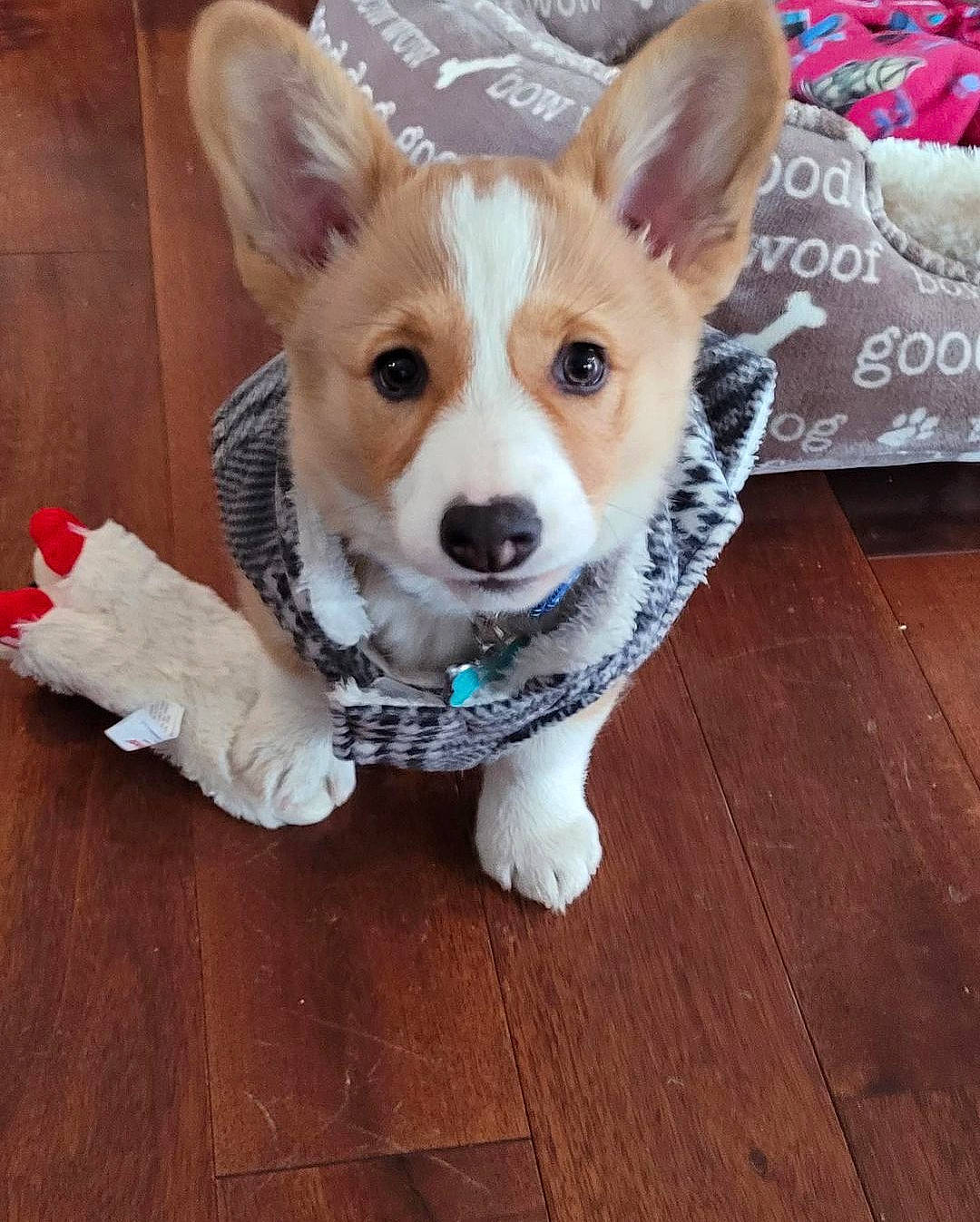 Zoey joined the competition — help win amazing prizes! canidae, carnivore, companion_dog, dog, dog_breed, dog_supply, fawn, floor, flooring, hardwood, plank, snout, sporting_group, tail, varnish, whiskers, wood, wood_flooring, wood_stain, working_animal