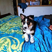 Van-Lierde Jade participe au concours pour gagner de l'argent avec cette photo : puppy, dog, bed, blanket, blue, green, indoor, furniture, shelf, pet, fur, ears, cute, cozy, lying_down, animal, domestic, young, resting, home