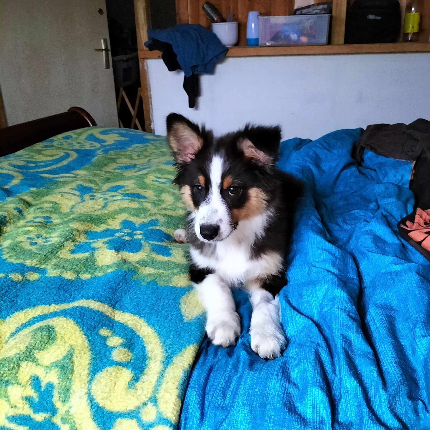 Van-Lierde Jade participe au concours pour gagner de l'argent avec cette photo : animal, bed, blanket, blue, cozy, cute, dog, domestic, ears, fur, furniture, green, home, indoor, lying_down, pet, puppy, resting, shelf, young