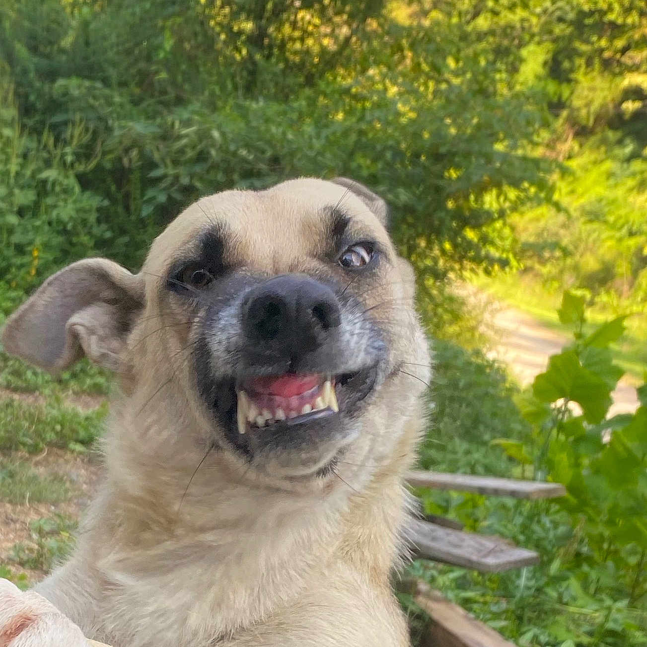 Sadie joined the competition — help win amazing prizes! animal, canine, closeup, dog, ears, expression, face, fur, greenery, happy, nature, outdoor, path, pet, playful, smiling, sunlight, teeth, tongue, wood