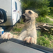 Sadie joined the competition — help win amazing prizes! animal, canine, car_door, curious, daytime, dog, ears, grass, greenery, happy, mammal, nature, outdoor, paw, pet, smile, snout, sunlight, trailer, wood