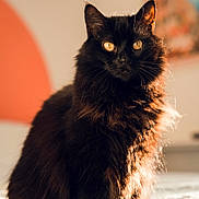 Pepsi participe au concours pour gagner de l'argent avec cette photo : cat, black_cat, feline, pet, fluffy, golden_eyes, indoor, portrait, sitting, soft_light, sunlight, warm_tone, animal, whiskers, fur, cute, domestic_cat, furry, close_up, cozy