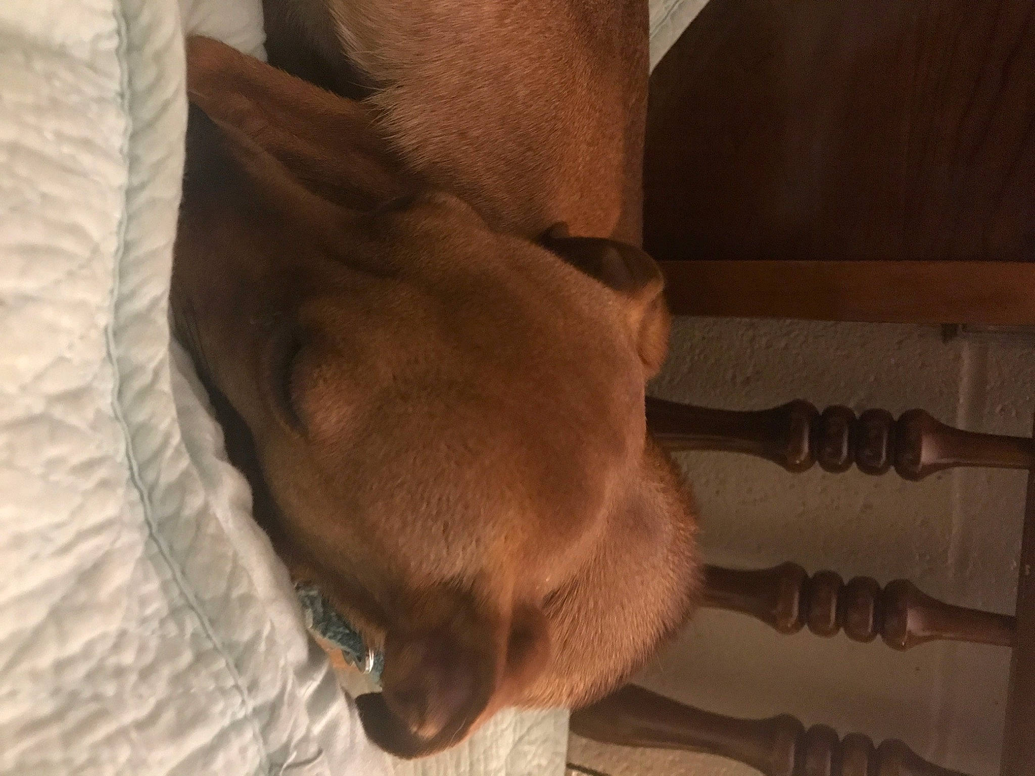 Passion is registered to the contest to win money with this photo: brown, carnivore, comfort, companion_dog, dog, dog_breed, ear, fawn, flooring, foot, fur, hardwood, human_leg, liver, mammal, snout, sporting_group, wood, working_animal, wrinkle