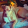 brown_dog, christmas_tree, close_up, cozy, dog, festive, floppy_ears, holiday, home, indoors, las_vegas_sign, looking_at_camera, lying_down, pet, pit_bull, portrait, rug, short_hair, white_chest, wood_floor