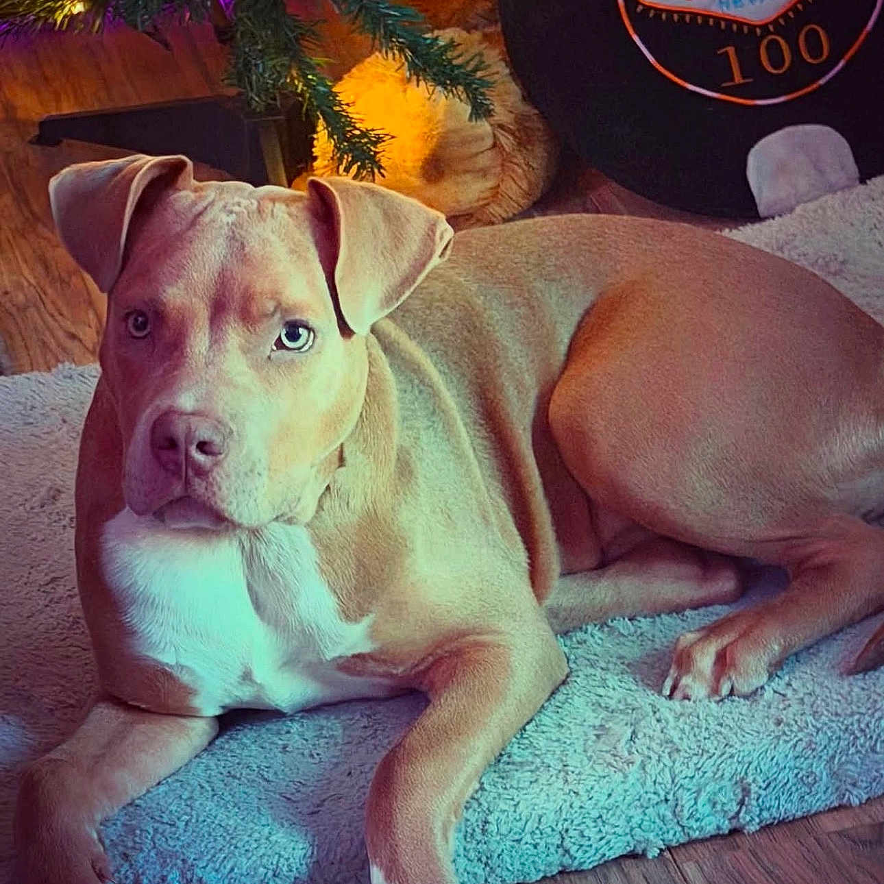 Maximus