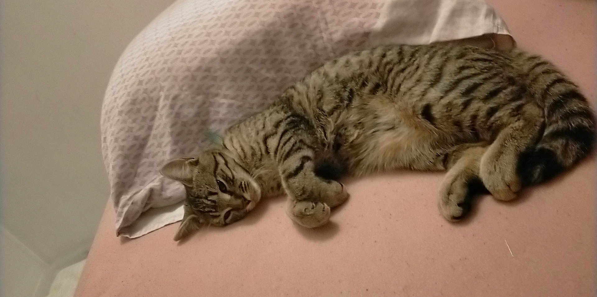 Simba participe au concours pour gagner de l'argent avec cette photo : cat, tabby, sleeping, relaxed, pillow, indoor, fur, whiskers, pet, animal, cute, cozy, striped, domestic, resting, soft, closeup, pink, bedroom, feline