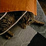 cat, tabby, orange_bag, carpet, curious, indoor, pet, animal, feline, hiding, playful, resting, paws, striped, cozy, soft_lighting, floor, home, domestic, cute