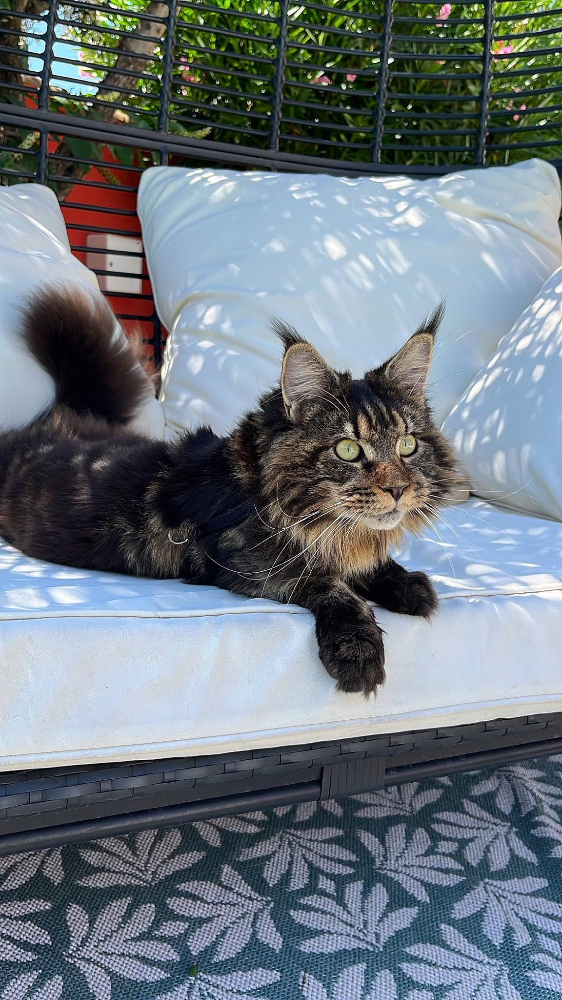 Théna a rejoint le concours — aidez-le/la à gagner de superbes lots ! bed, blue, carnivore, cat, claw, comfort, domestic_short_haired_cat, felidae, fur, grey, nap, paw, plant, sitting, small_to_medium_sized_cats, snout, tail, terrestrial_animal, tree, whiskers