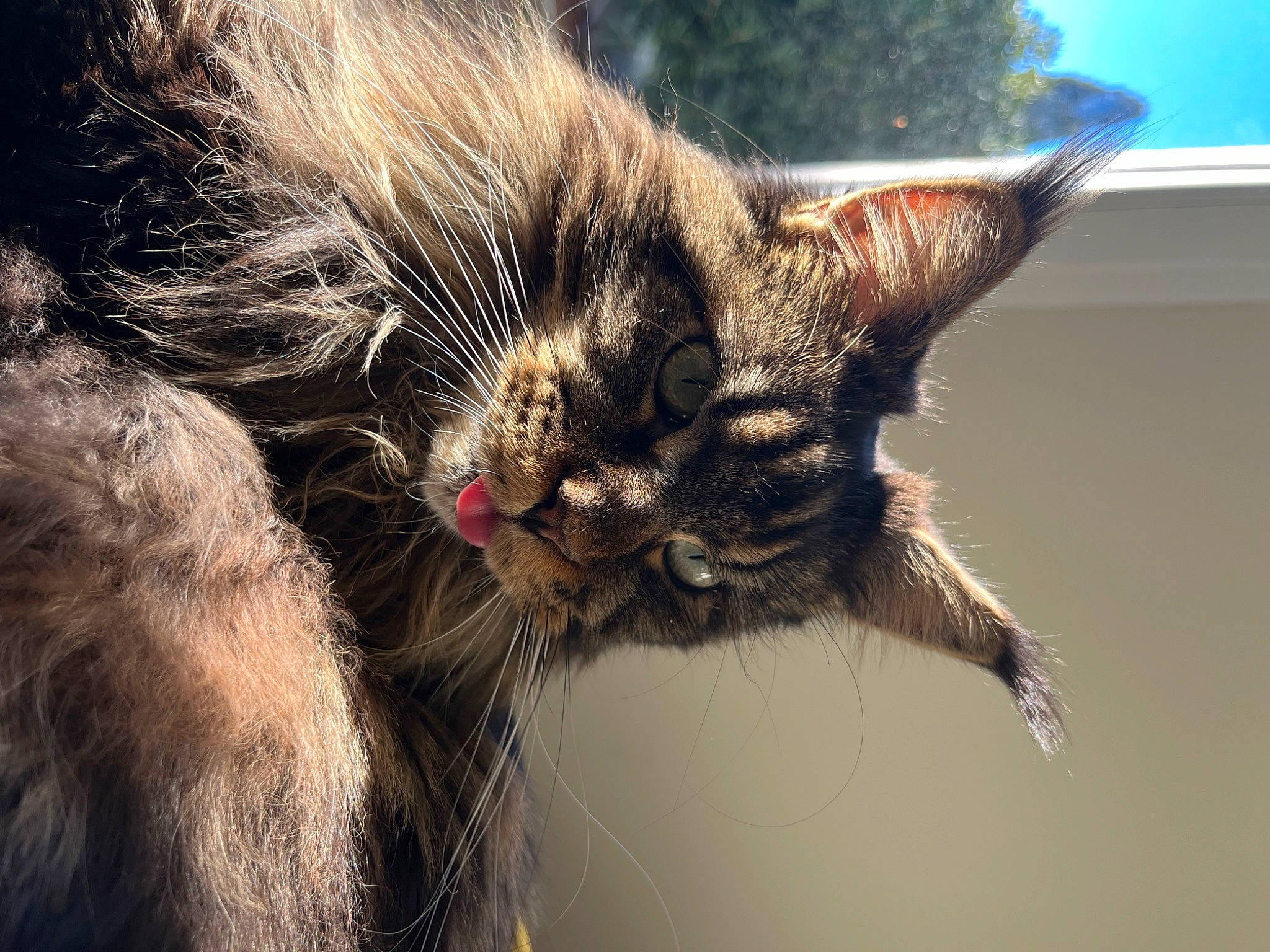 Théna participe au concours pour gagner de l'argent avec cette photo : carnivore, cat, claw, close_up, domestic_short_haired_cat, ear, eye, felidae, fur, macro_photography, paw, sky, small_to_medium_sized_cats, snout, tail, terrestrial_animal, tree, whiskers, wildlife