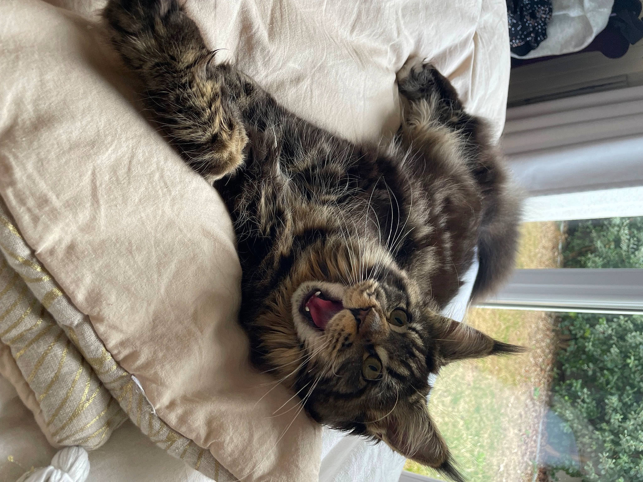 Théna a rejoint le concours — aidez-le/la à gagner de superbes lots ! carnivore, cat, claw, comfort, domestic_short_haired_cat, felidae, fur, linens, nap, paw, plant, sleep, small_to_medium_sized_cats, tail, terrestrial_animal, tree, whiskers, window