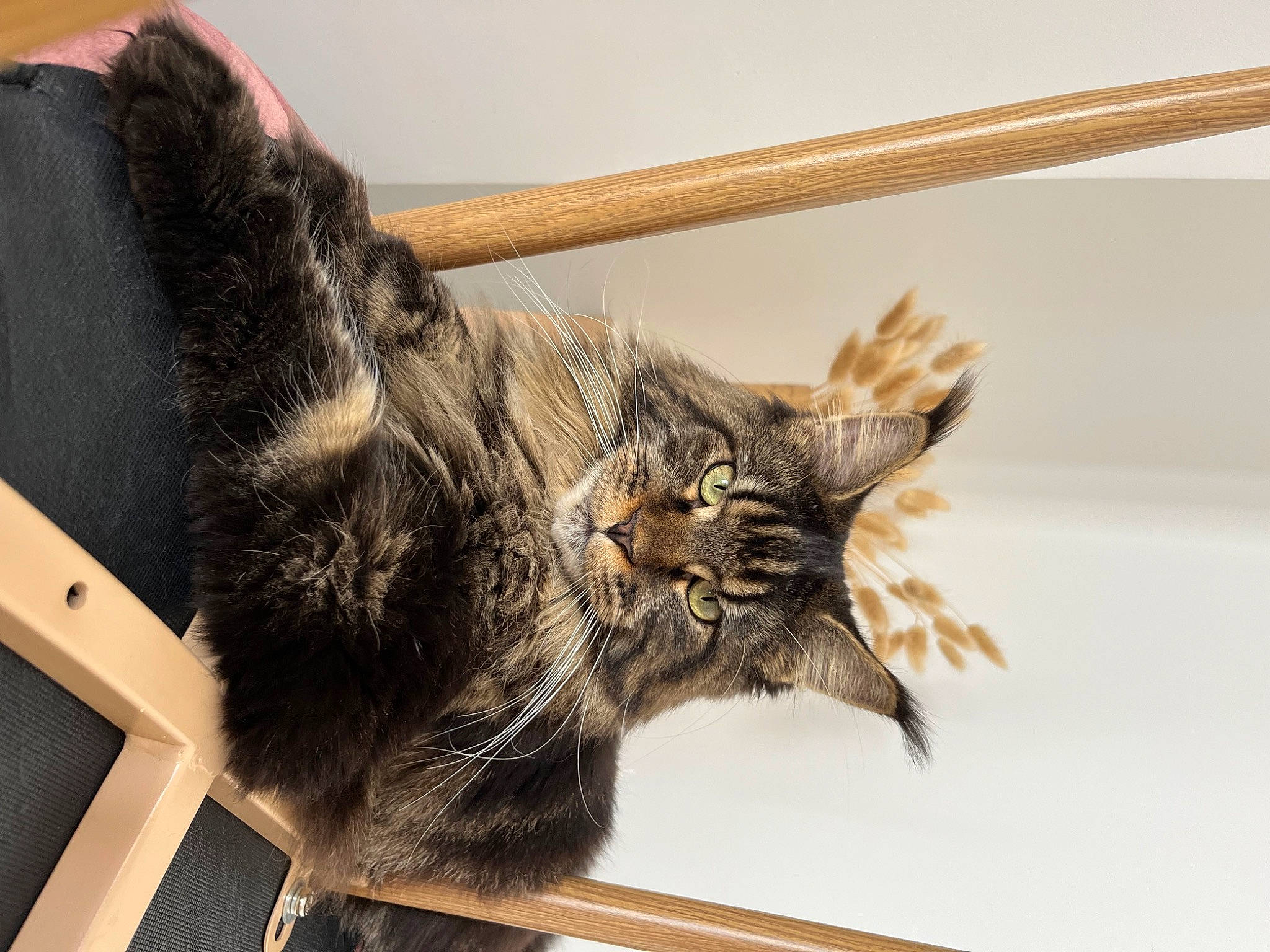Théna participe au concours pour gagner de l'argent avec cette photo : carnivore, cat, chair, claw, domestic_short_haired_cat, felidae, fur, natural_material, room, small_to_medium_sized_cats, snout, tail, terrestrial_animal, whiskers, window, wood