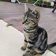 Athéna participe au concours pour gagner de l'argent avec cette photo : cat, kitten, tabby, pet, animal, outdoor, green_eyes, curious, sitting, patio, garden, plants, fence, wooden_floor, ears, whiskers, tail, young, fur, cute