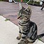 cat, kitten, tabby, pet, animal, outdoor, green_eyes, curious, sitting, patio, garden, plants, fence, wooden_floor, ears, whiskers, tail, young, fur, cute