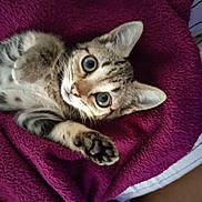 Gnoqui participe au concours pour gagner de l'argent avec cette photo : kitten, cat, paw, blanket, purple, fur, cute, pet, animal, indoor, striped, young, whiskers, ears, claws, bed, relaxed, feline, tabby, soft