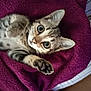 kitten, cat, paw, blanket, purple, fur, cute, pet, animal, indoor, striped, young, whiskers, ears, claws, bed, relaxed, feline, tabby, soft
