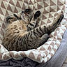 cat, tabby, sleeping, blanket, patterned_blanket, pet_bed, cozy, feline, relaxed, paw, fur, indoor, resting, cute, animal, striped, whiskers, comfort, nap, soft