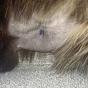 Oreo participe au concours pour gagner de l'argent avec cette photo : fur, animal, close_up, skin, stitch, tag, texture, carpet, fabric, brown, beige, hair, macro, pet, mammal, detail, nature, soft, furry, domestic_animal