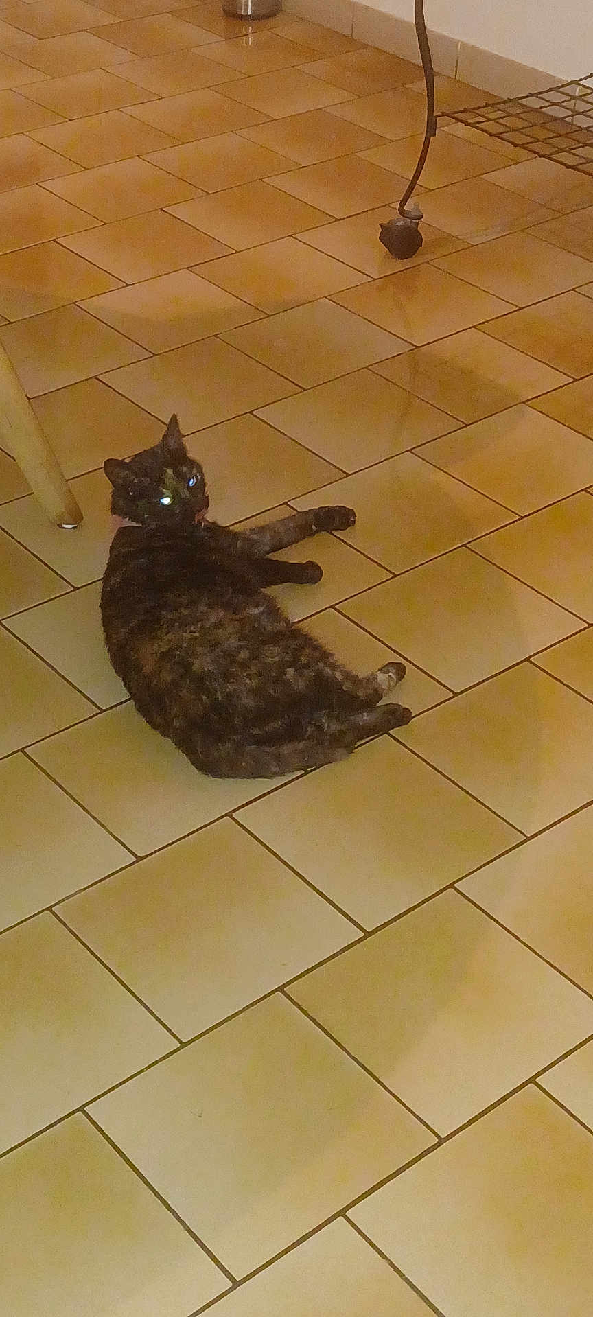 Oreo a rejoint le concours — aidez-le/la à gagner de superbes lots ! cat, tiled_floor, indoor, furniture_leg, shadow, pet, animal, home, relaxing, tortoiseshell, floor, laying_down, domestic_cat, glowing_eyes, tile, quiet, resting, warm_lighting, cozy, living_space
