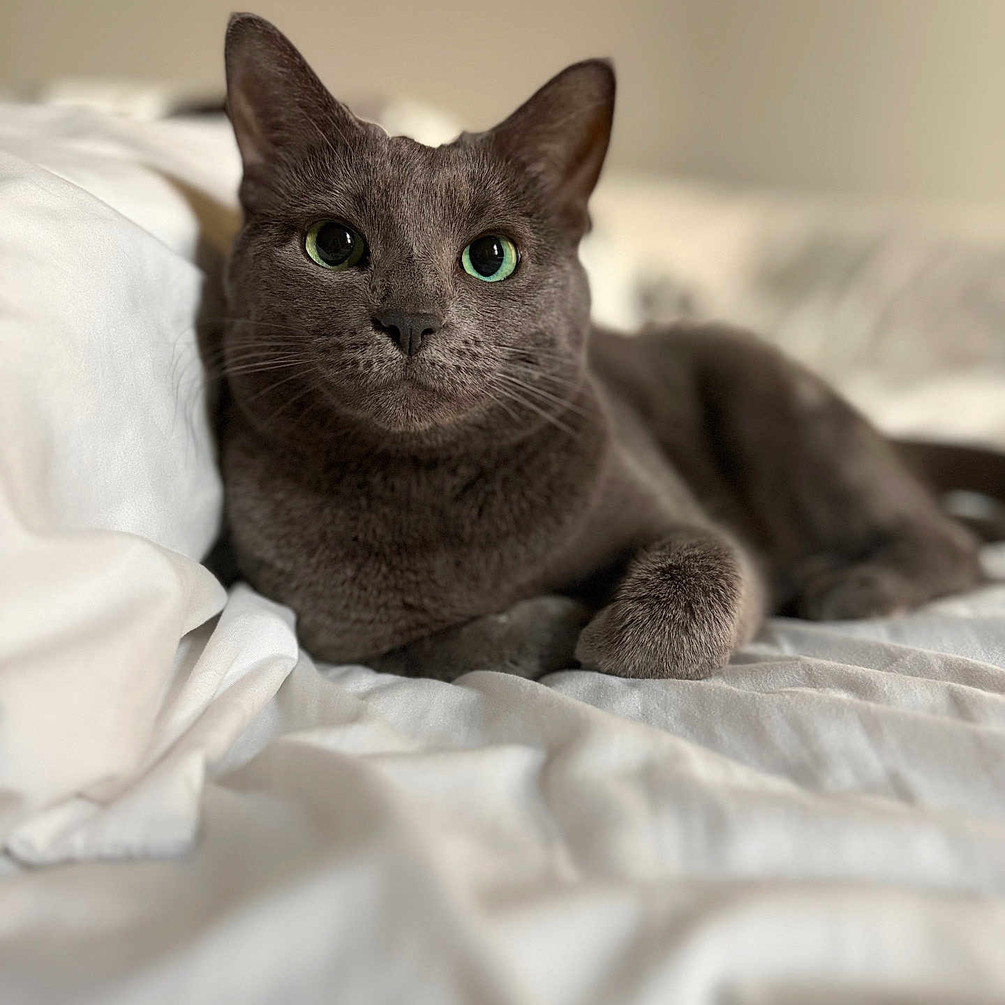 Nova is registered to the contest to win money with this photo: animal, bed, calm, cat, close_up, cozy, cute, domestic_cat, feline, fur, gray_cat, green_eyes, indoor, laying, pet, portrait, relaxed, soft_texture, whiskers, white_bed