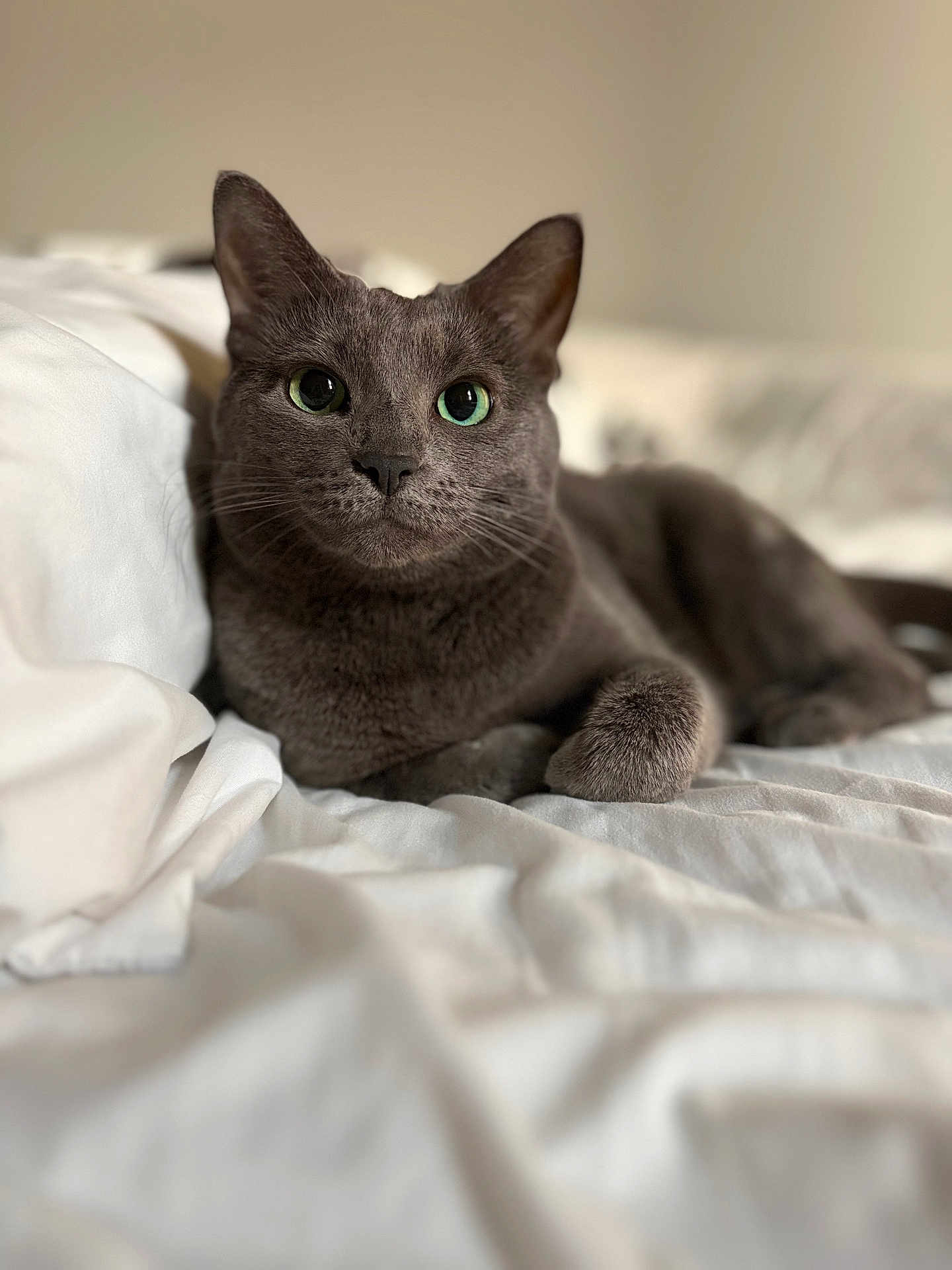 Nova is registered to the contest to win money with this photo: cat, gray_cat, pet, animal, bed, white_bed, fur, whiskers, relaxed, indoor, close_up, portrait, cute, feline, domestic_cat, laying, soft_texture, green_eyes, calm, cozy