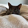 Nova joined the competition — help win amazing prizes! cat, gray_cat, green_eyes, pet, animal, feline, blanket, bed, cozy, indoor, soft_texture, close_up, portrait, resting, cute, whiskers, ears, fur, relaxed, home