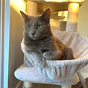 Nova joined the competition — help win amazing prizes! cat, gray_cat, green_eyes, cat_tree, hammock, indoor, sunlight, plush, relaxed, feline, pet, cozy, comfortable, window_light, animal, fur, resting, cute, home, domestic_cat