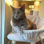 cat, gray_cat, green_eyes, cat_tree, hammock, indoor, sunlight, plush, relaxed, feline, pet, cozy, comfortable, window_light, animal, fur, resting, cute, home, domestic_cat
