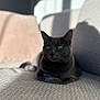 cat, indoor, couch, sunlight, shadow, cozy, pet, feline, relaxed, gray, texture, cushion, home, animal, domestic, resting, soft_light, quiet, comfortable, window_light