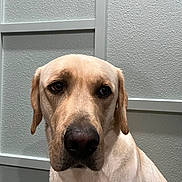 Tyty joined the competition — help win amazing prizes! dog, labrador, yellow_labrador, pet, indoor, close_up, canine, animal, fur, portrait, looking, ears, nose, head, mammal, companion, domestic_animal, face, expression, wall