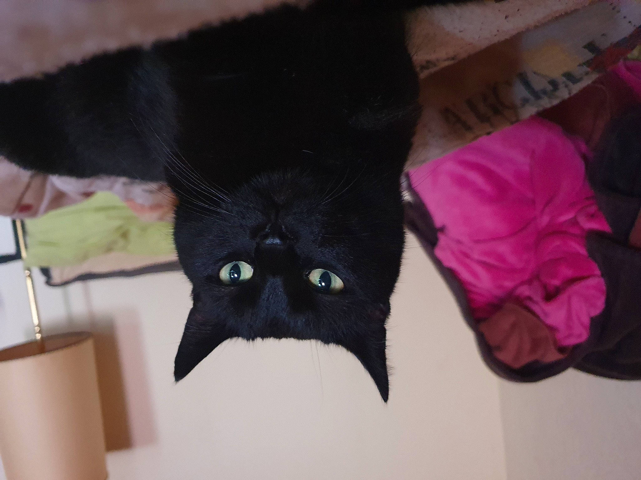 Lili a rejoint le concours — aidez-le/la à gagner de superbes lots ! black_cat, bombay, carnivore, cat, claw, comfort, domestic_short_haired_cat, felidae, fur, magenta, paper_product, room, small_to_medium_sized_cats, snout, tail, whiskers