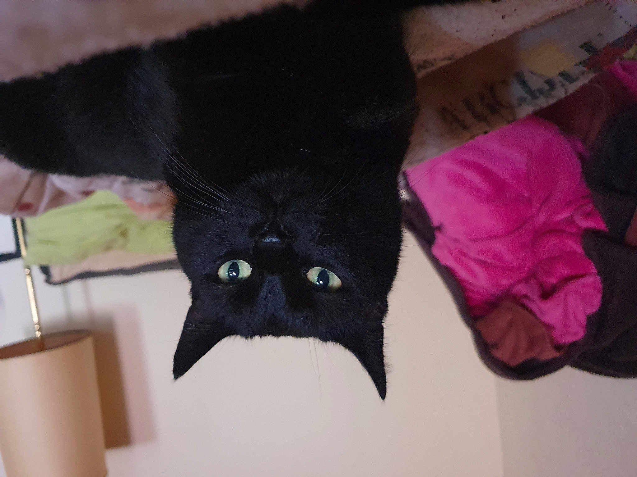 Lili