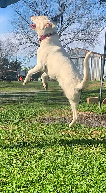 Hopper is registered to the contest to win money with this photo: canidae, carnivore, cloud, collar, companion_dog, dog, dog_breed, dog_collar, fawn, goats, grass, grassland, pasture, pet_supply, plant, sheep, sky, sporting_group, tail, tree