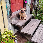 Rize is registered to the contest to win money with this photo: bench, canine, daylight, dog, flowers, french_bulldog, garden, greenery, nature, outdoor, pet, plants, porch, red_door, rustic, summer, vintage, wagon_wheel, wood, wooden_steps