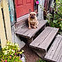 bench, canine, daylight, dog, flowers, french_bulldog, garden, greenery, nature, outdoor, pet, plants, porch, red_door, rustic, summer, vintage, wagon_wheel, wood, wooden_steps