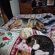 Suzieq is registered to the contest to win money with this photo: animal, bed, blanket, cat, clothing, colorful, cozy, dog, dresser, furniture, indoor, pattern, pet, pillow, resting, room, sleep, sleeping, television, wood