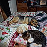 animal, bed, blanket, cat, clothing, colorful, cozy, dog, dresser, furniture, indoor, pattern, pet, pillow, resting, room, sleep, sleeping, television, wood