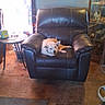 carpet, cozy, curtains, display_cabinet, dog, floor, furniture, glasses, home, indoor, leather_chair, light, pet, recliner, relaxing, scruffy_dog, table, tissue_box, wall, window