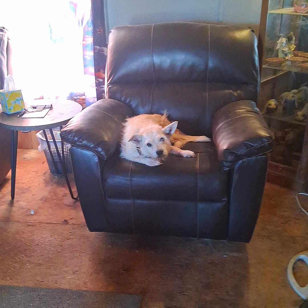 Catdog