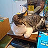 beaded_jewelry, cat, cluttered, computer_screen, curious, desk, drawer, framed_photos, game, indoor, michael_jackson_album, nostalgic, paper, pet, photograph, relaxed, tabby_cat, thriller, tissue_box, wooden_furniture