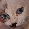 Achara participe au concours pour gagner de l'argent avec cette photo : cat, close_up, blue_eyes, white_fur, pet, animal, curious, face, whiskers, portrait, indoor, feline, cute, soft_fur, muzzle, looking, nose, ears, reflection, domestic_animal