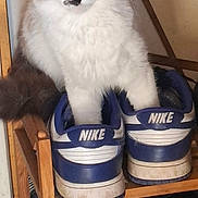 Achara participe au concours pour gagner de l'argent avec cette photo : cat, blue_eyes, nike_shoes, sneakers, wooden_shoe_rack, indoor, curious, fluffy, pet, feline, shoe_storage, mirror, playful, white_fur, brown_fur, blue_and_white, household, domestic_animal, footwear, cute