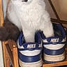 blue_and_white, blue_eyes, brown_fur, cat, curious, cute, domestic_animal, feline, fluffy, footwear, household, indoor, mirror, nike_shoes, pet, playful, shoe_storage, sneakers, white_fur, wooden_shoe_rack