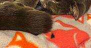 Kayla joined the competition — help win amazing prizes! cat, sleeping, gray_cat, blanket, fox_pattern, cozy, fur, animal, pet, closeup, resting, whiskers, cute, soft, indoor, nap, warm, comfort, relaxed, feline