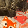 cat, sleeping, gray_cat, blanket, fox_pattern, cozy, fur, animal, pet, closeup, resting, whiskers, cute, soft, indoor, nap, warm, comfort, relaxed, feline