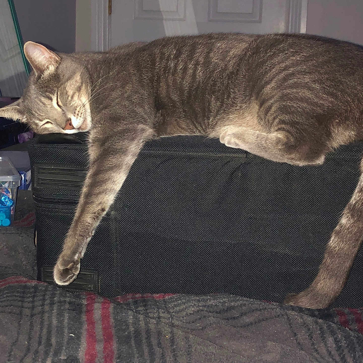 Kayla is registered to the contest to win money with this photo: cat, gray_tabby, sleeping, furniture, indoor, relaxing, pet, cozy, plaid_blanket, black_furniture, whiskers, closed_eyes, paw, tail, door, room, home, resting, peaceful, domestic