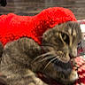 cat, tabby_cat, red_scarf, knitted, blanket, indoor, pet, animal, fur, whiskers, cozy, pattern, floor, wood, lying_down, closeup, confused, cute, domestic_animal, feline