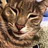 Kayla is registered to the contest to win money with this photo: cat, tabby_cat, close_up, sleepy, tongue_out, gray_fur, whiskers, cute, pet, animal, feline, cozy, blanket, soft_texture, indoor, relaxed, face, ears, nose, fur