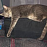 Kayla is registered to the contest to win money with this photo: cat, tabby_cat, sleeping, resting, paw, indoor, furniture, door, black_fabric, pet, animal, cozy, relaxing, household, napping, domestic, feline, fur, whiskers, claws