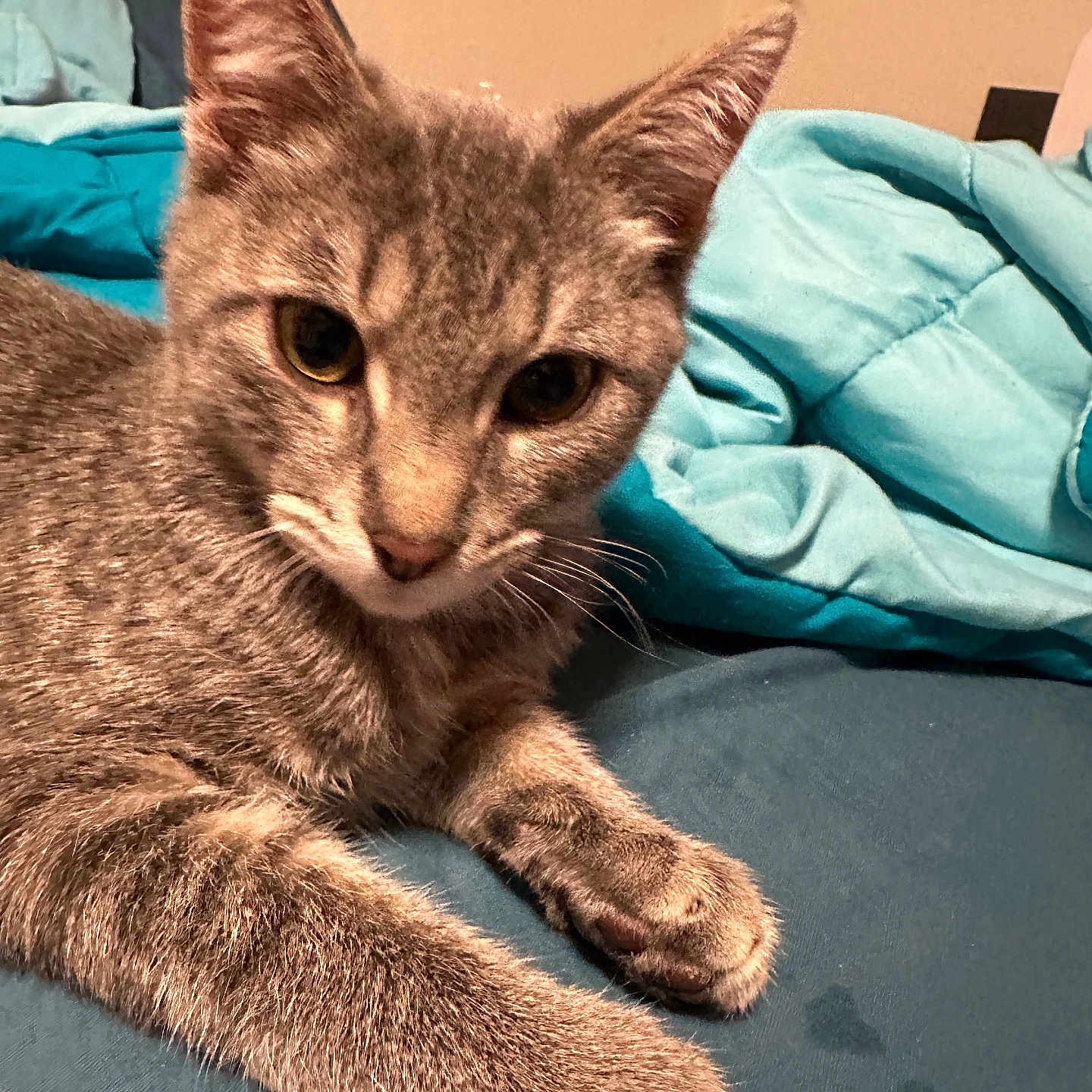 Memass joined the competition — help win amazing prizes! abyssinian, animal, bed, bedsheet, blanket, cat, cushion, furniture, homedecor, indoors, kitten, manx, pet, quilt